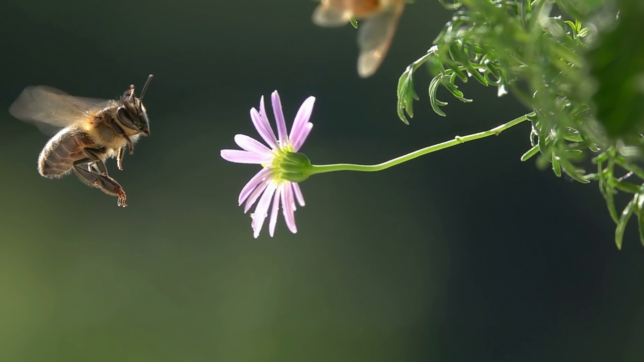 蜜蜂视频素材