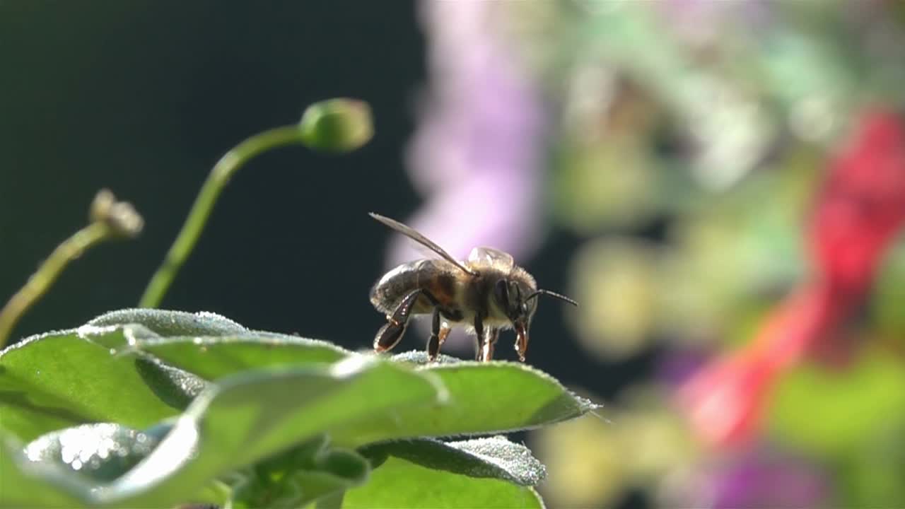 蜜蜂视频素材