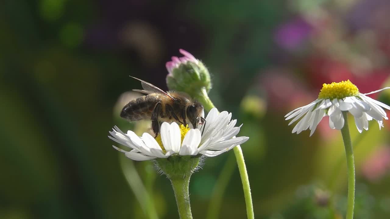 蜜蜂在雏菊花上视频素材