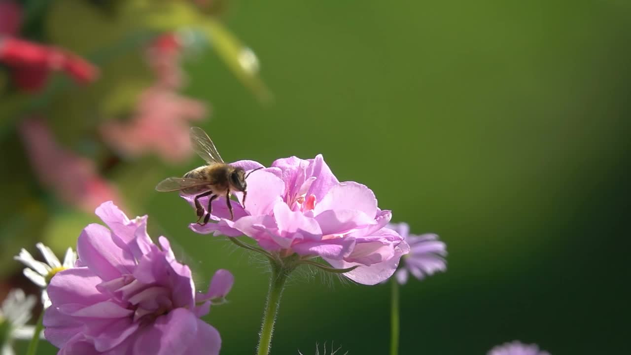 蜜蜂在玫瑰花上。视频素材