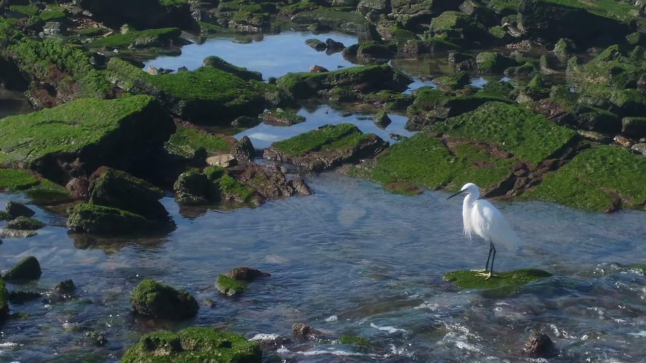 海鸟白鹭视频素材