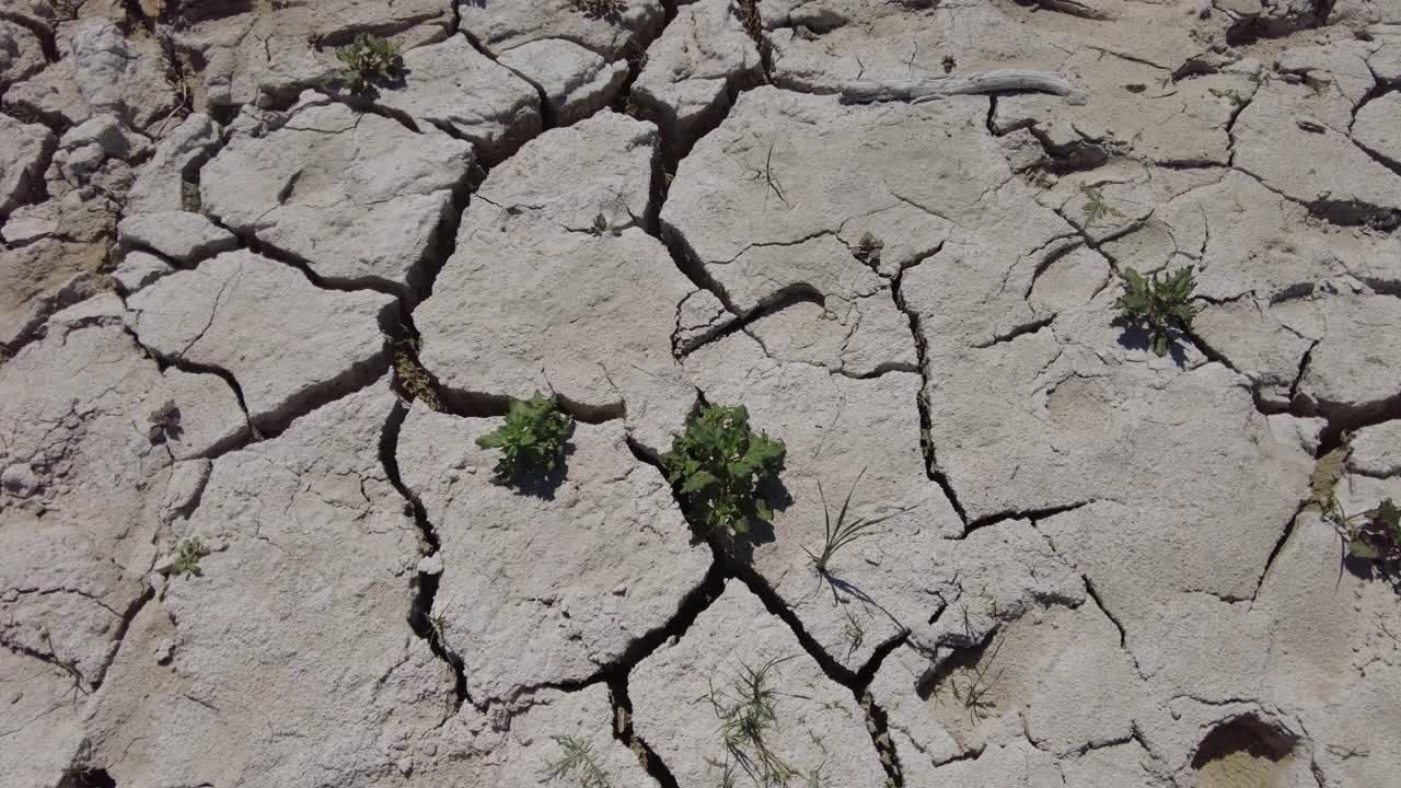 小植被在干旱和干旱的土地上视频素材