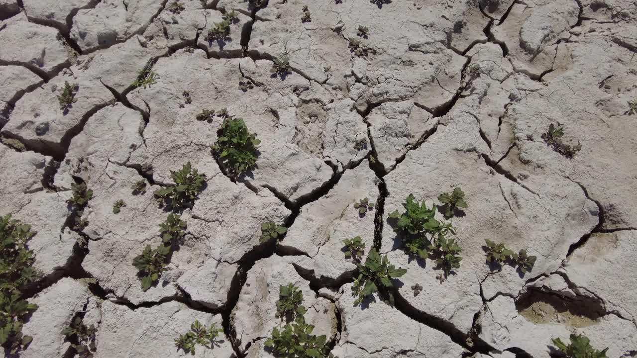 小植被在干旱和干旱的土地上视频素材