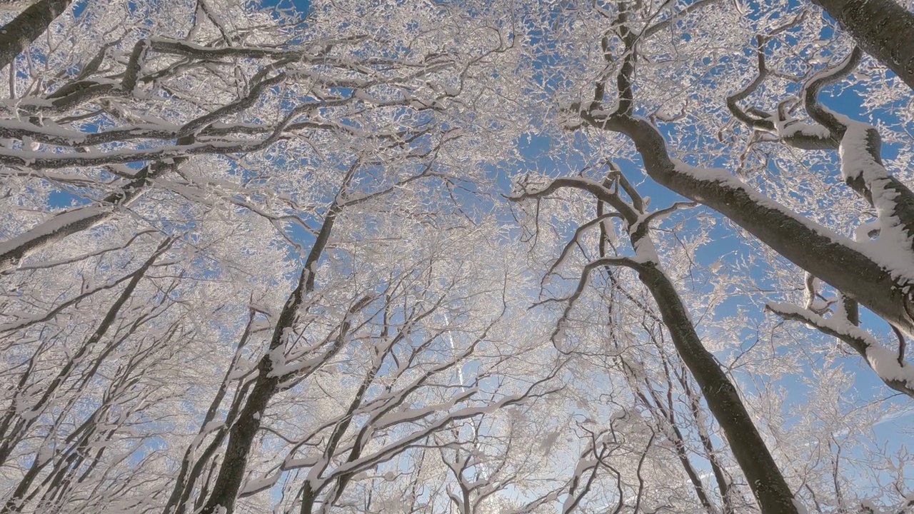 美丽的景色冻结树木顶部在冬季雪林在阳光明媚的自然倾斜宁静的户外背景视频素材