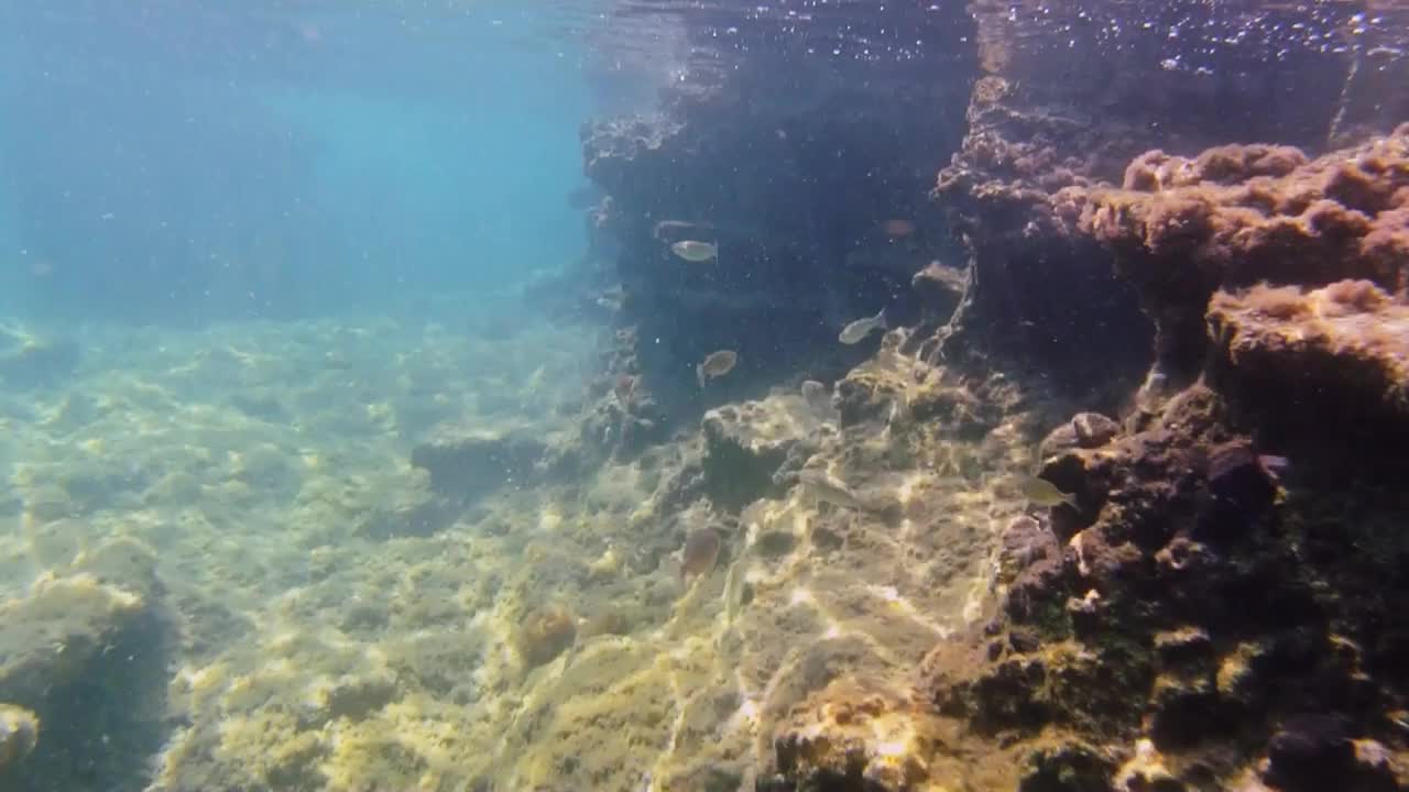 浅水里的鱼群视频素材