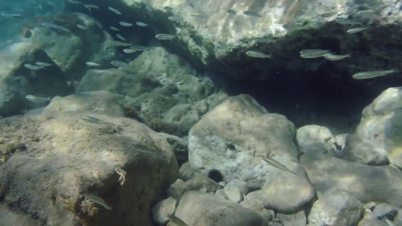 浅水里的鱼群视频素材