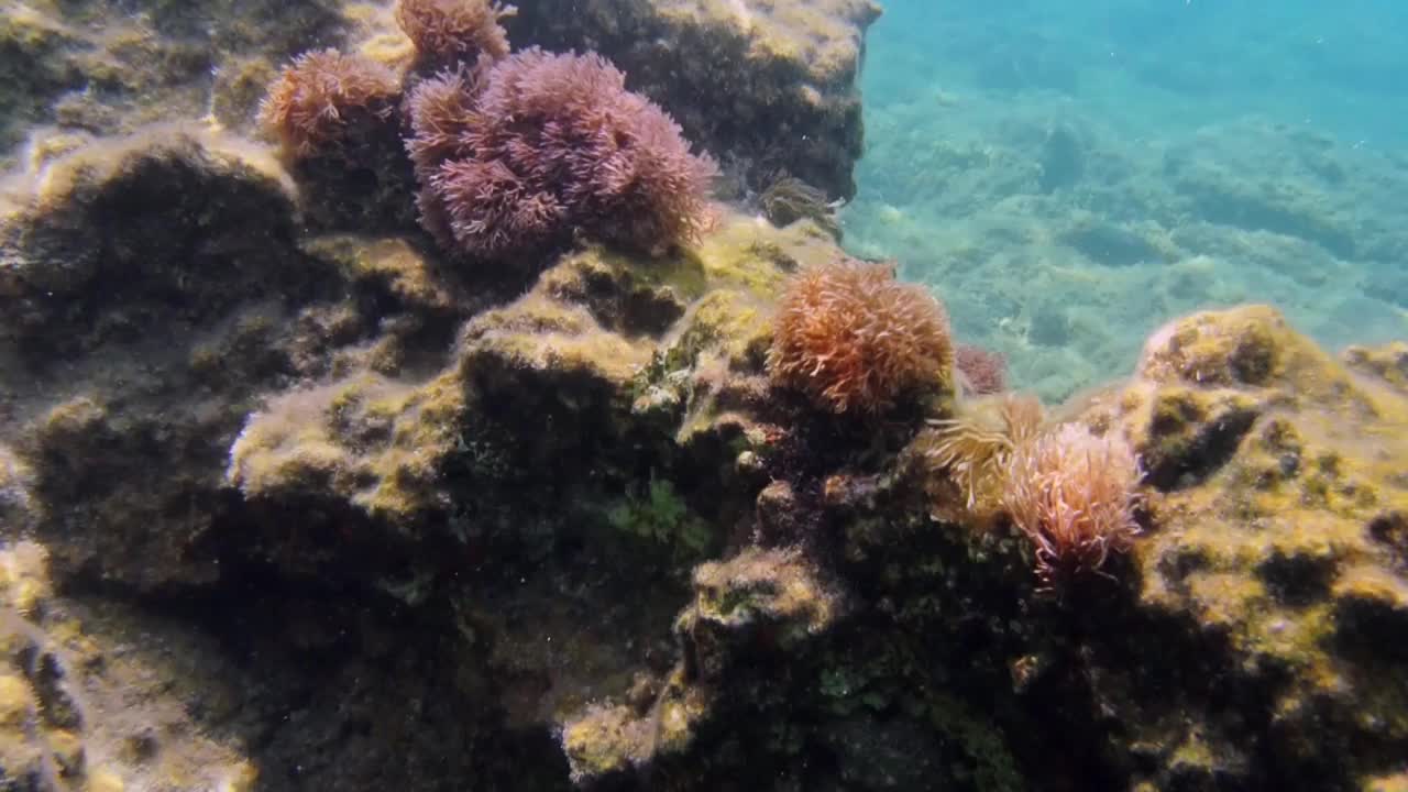 浅水海底视频素材