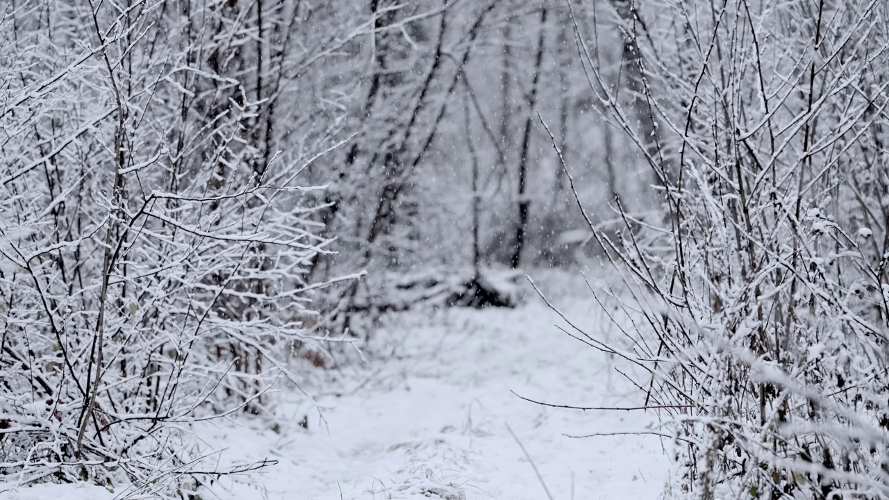 森林里飘落着真正平静的雪。冬天，天气寒冷，下雪。浪漫的仙境。神奇的风景，美丽的圣诞背景。缓慢的运动。视频素材