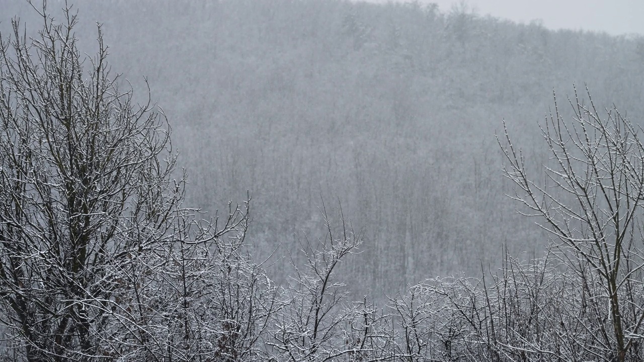 第一次降雪背景。树枝上飘着毛茸茸的雪花。副本的空间。真正的冬天，天气寒冷，下雪。浪漫的仙境。神奇的风景，美丽的圣诞。缓慢的运动。视频素材