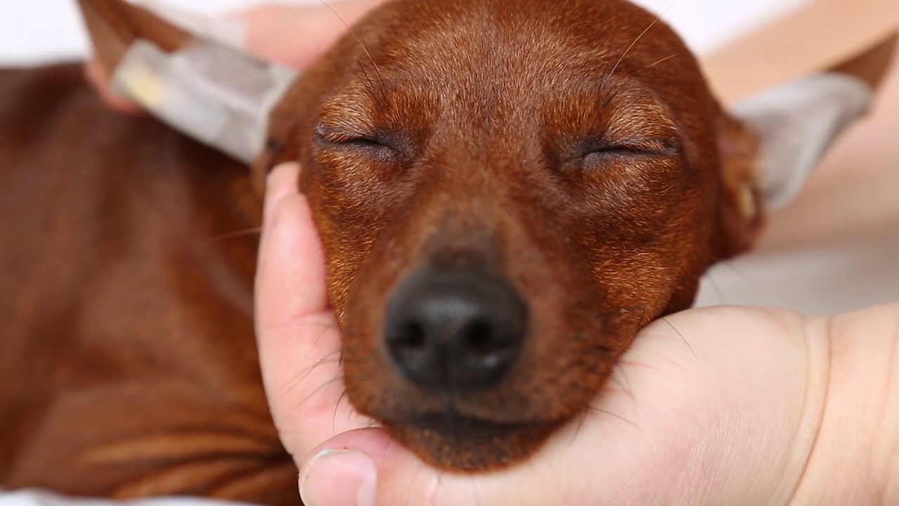 肖像的一个微型小猎犬小狗抬高了耳朵。宠物睡着了。视频素材