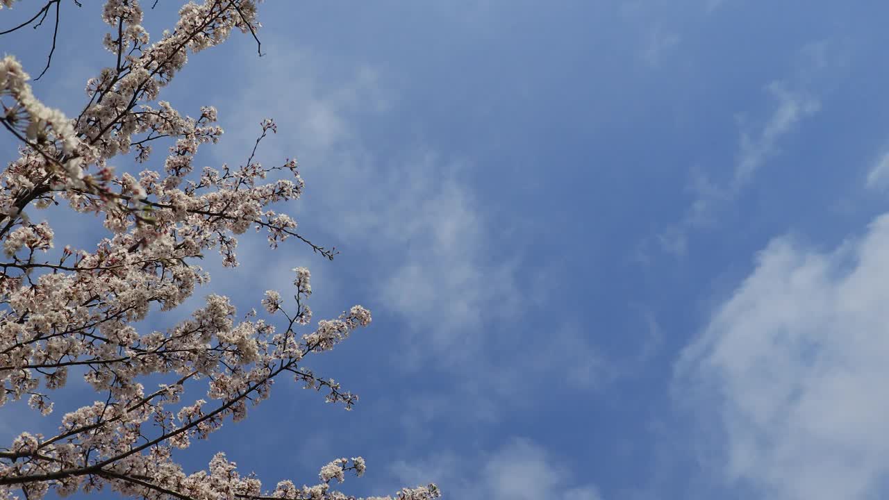 Petals of Cherry blossom blow up into the clear sky by the windーtime lapse视频素材