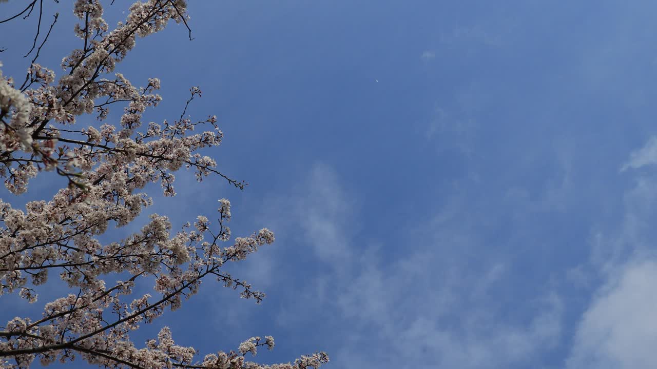 樱花的花瓣被风吹向晴朗的天空。视频素材