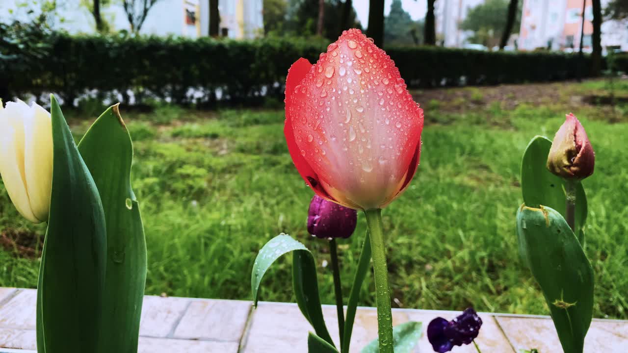 郁金香和雨滴视频素材