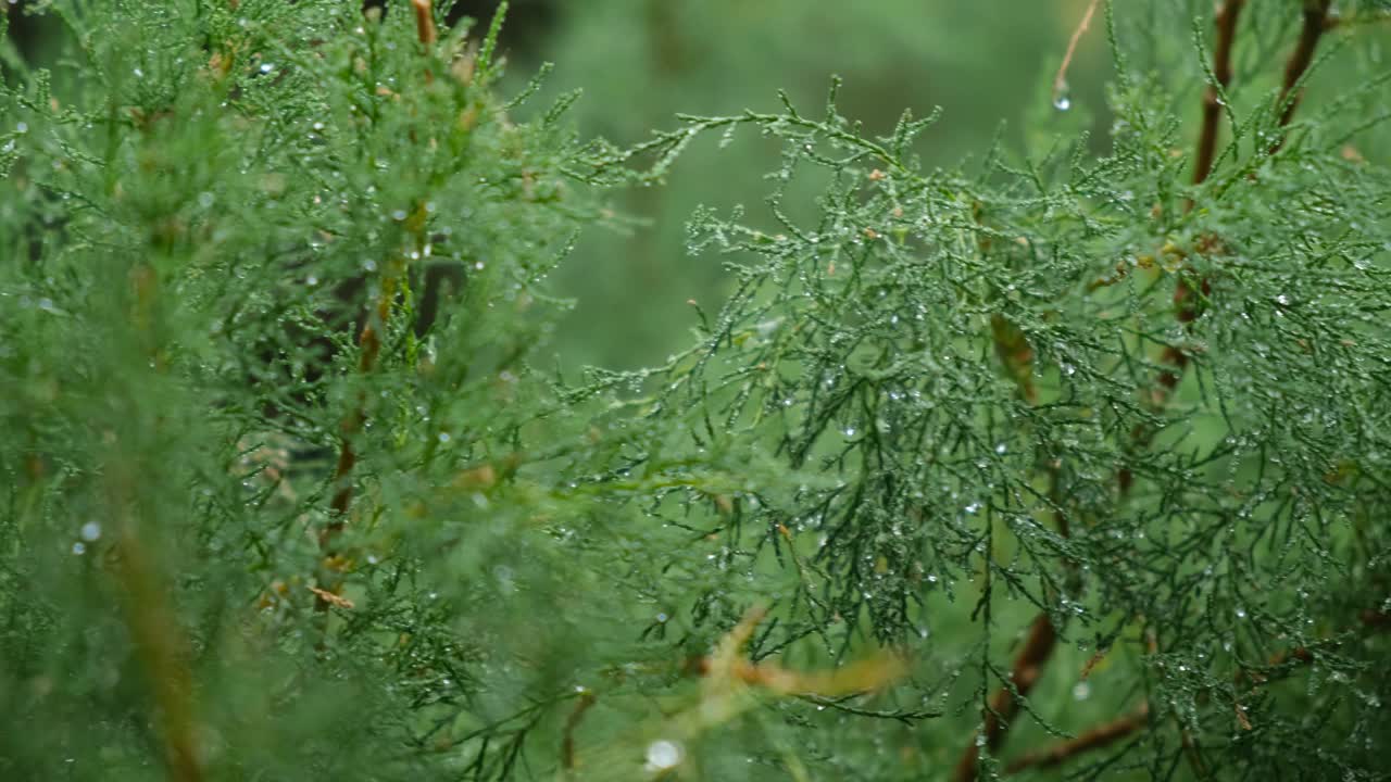 绿叶雨点。自然大气的夏季背景。视频素材