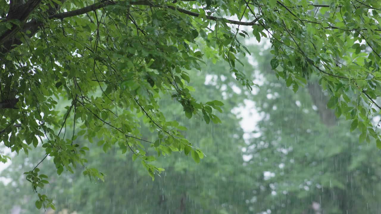 夏雨户外后院。从花园看城市大雨天气视频素材