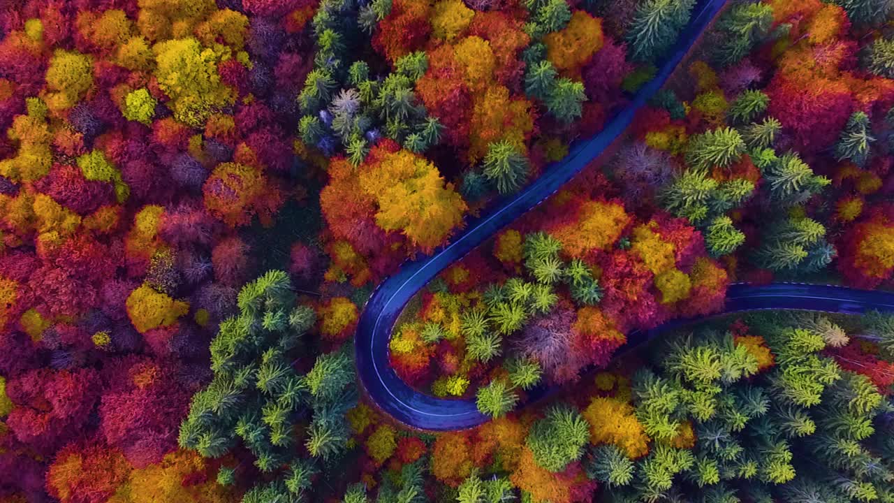 鸟瞰秋天的森林和道路。视频素材