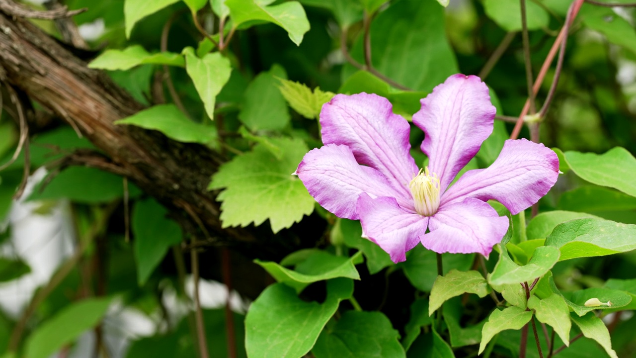 花园中铁线莲丛美丽的紫罗兰花。生长在田园乡村的植物，随风颤抖。令人惊叹的自然景观。视频素材