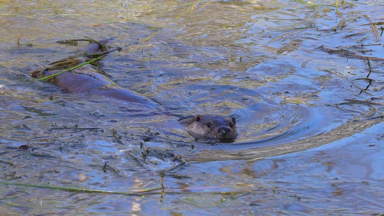 欧洲水獭(Lutra Lutra)，游泳视频素材