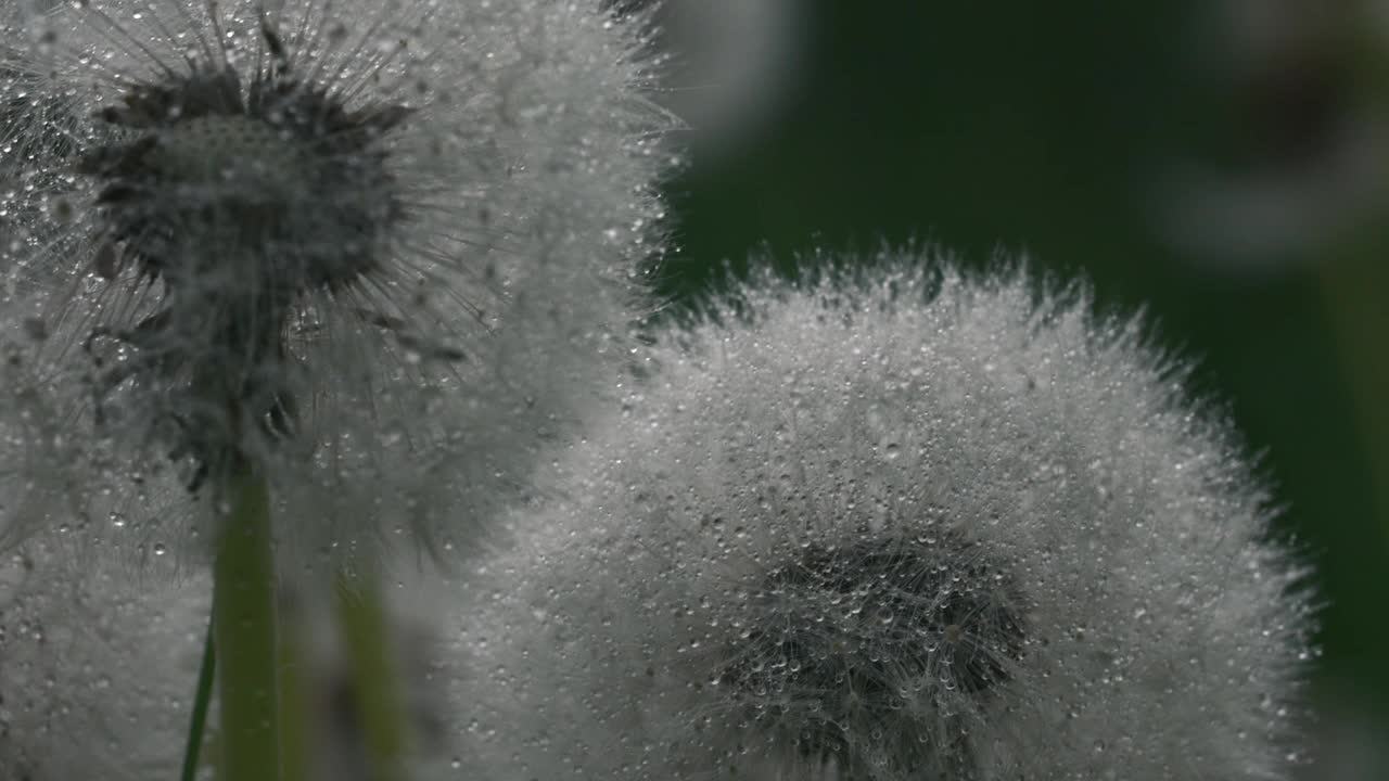 绿色背景。微距摄影中的风景。有创造力。大蒲公英，上面有露水和雨水。水滴包裹着花的绒毛，绿色的草和雨可以在背景中看到视频素材