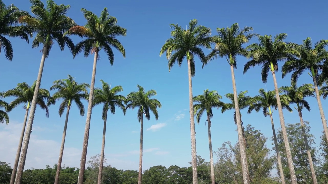 美丽的公园里的椰子树，天空为背景。视频素材