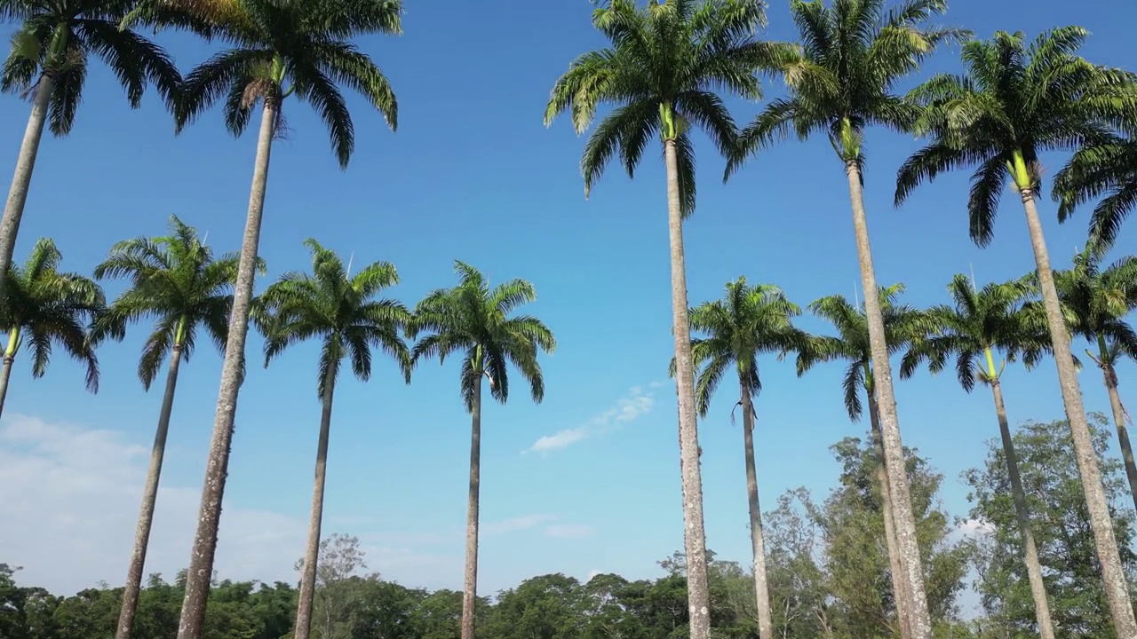 美丽的公园里的椰子树，天空为背景。视频素材