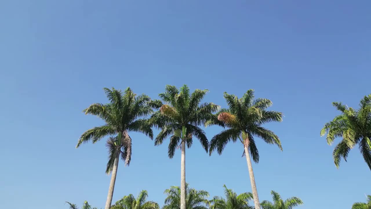 美丽的公园里的椰子树，天空为背景。视频素材