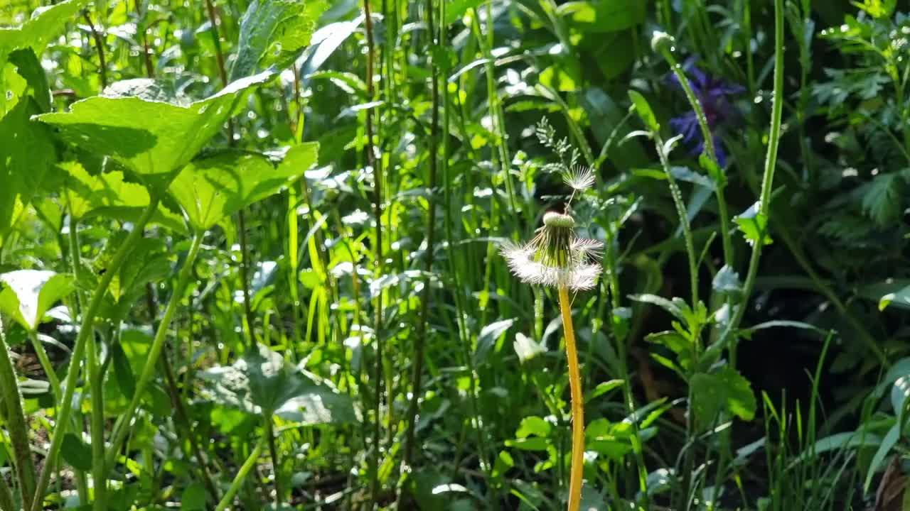 在一个阳光明媚的夏日，花园里的蒲公英花。视频素材