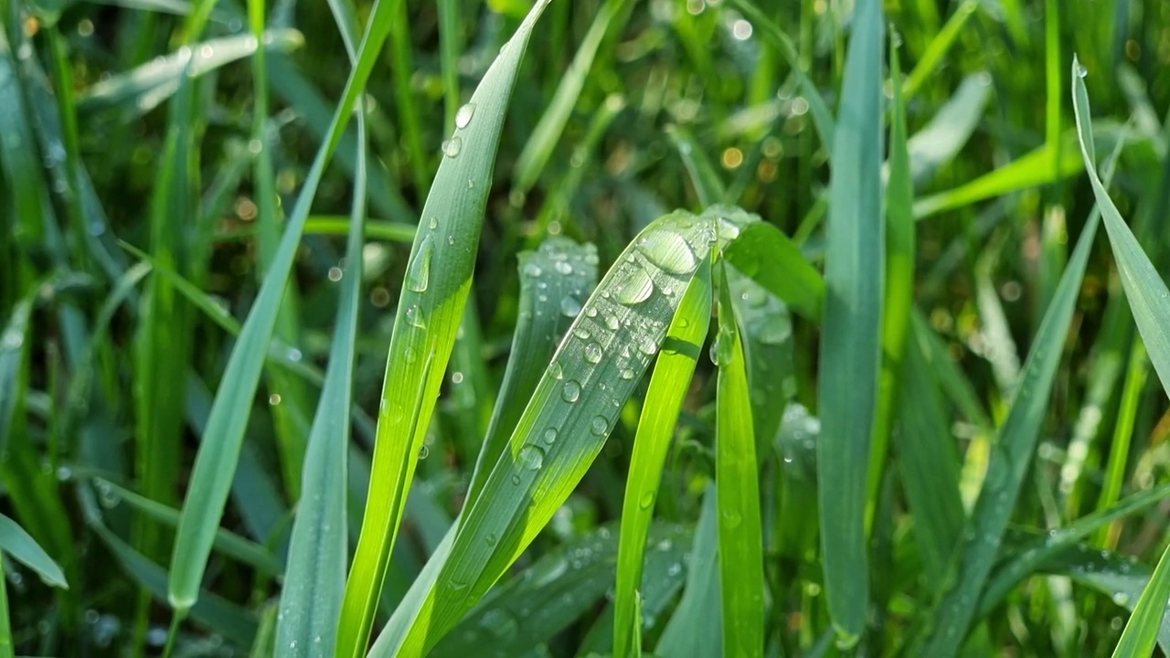 绿草与露珠特写。自然背景。视频素材