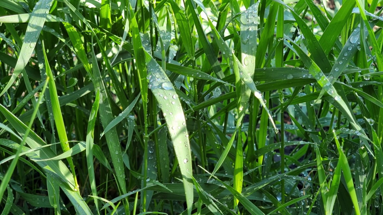 绿草与露珠特写。自然背景。视频素材