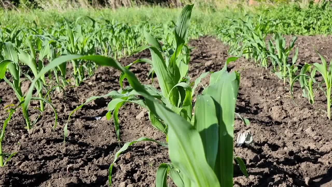 夏天在田野里生长的玉米幼苗。农业的概念。视频素材