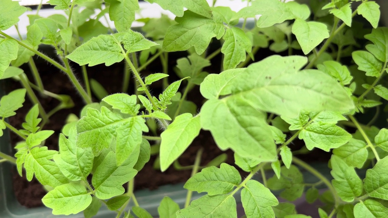 阳台上的秧苗。在家园艺。芽和植物，生长在窗台上。有选择性的重点视频素材