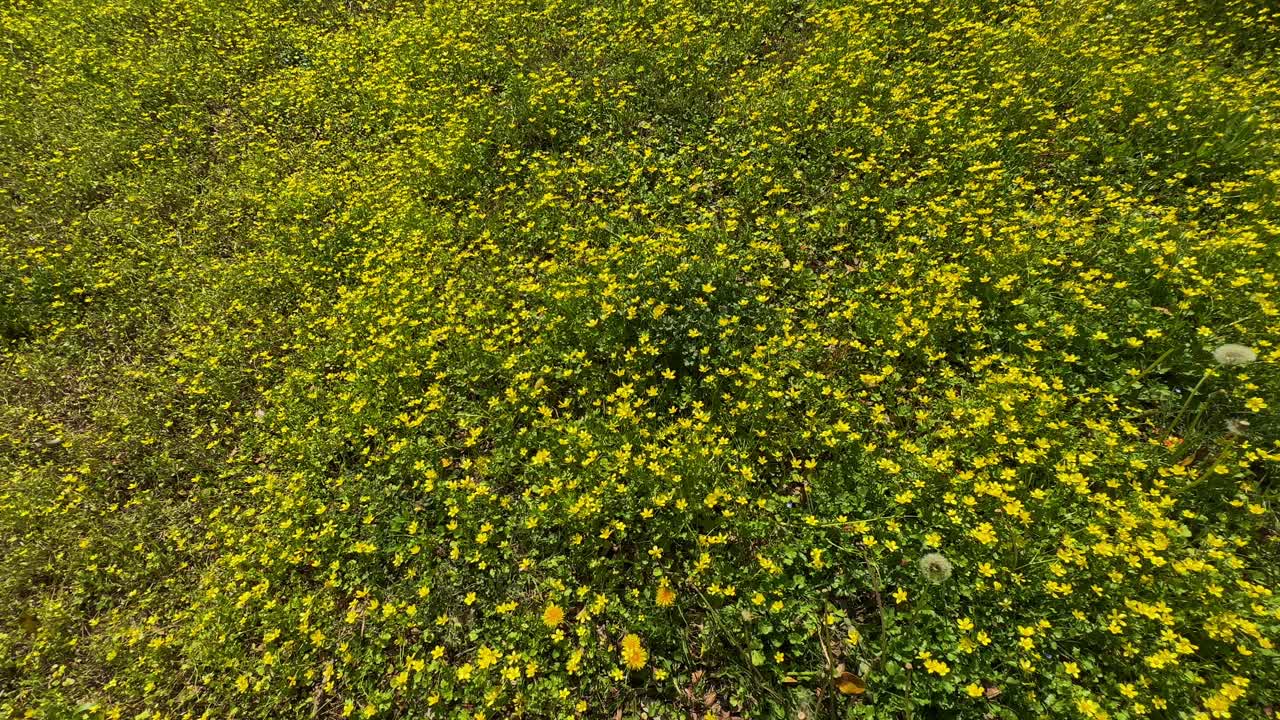 春天里有美丽的黄花视频素材