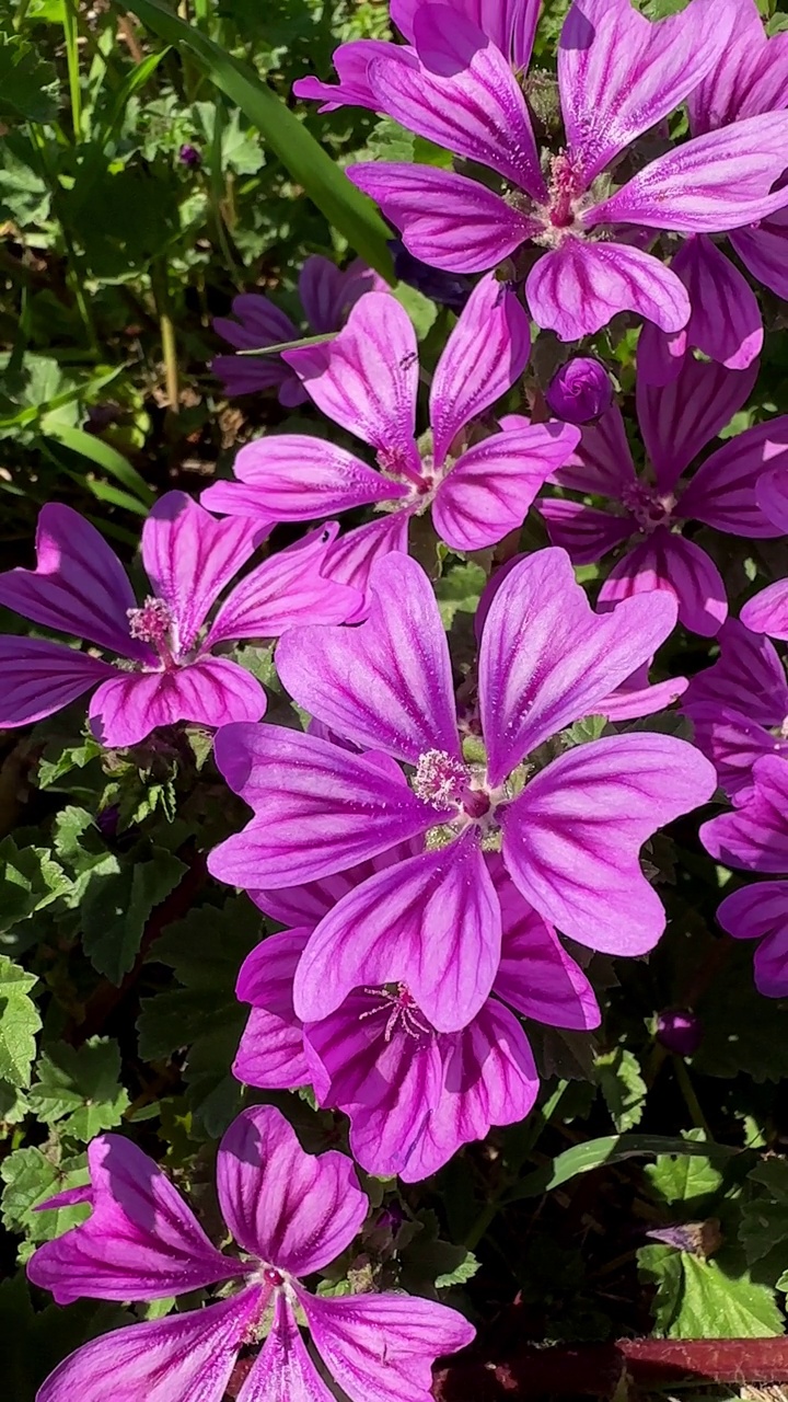 花园里有美丽的紫色花视频素材