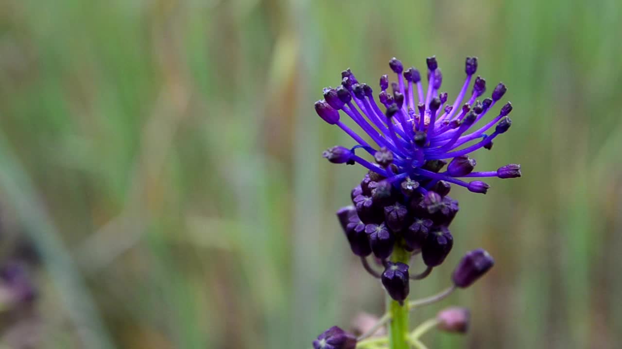 西班牙加那利群岛特内里费岛春天草地上的紫堇花。Muscari comosum。视频素材