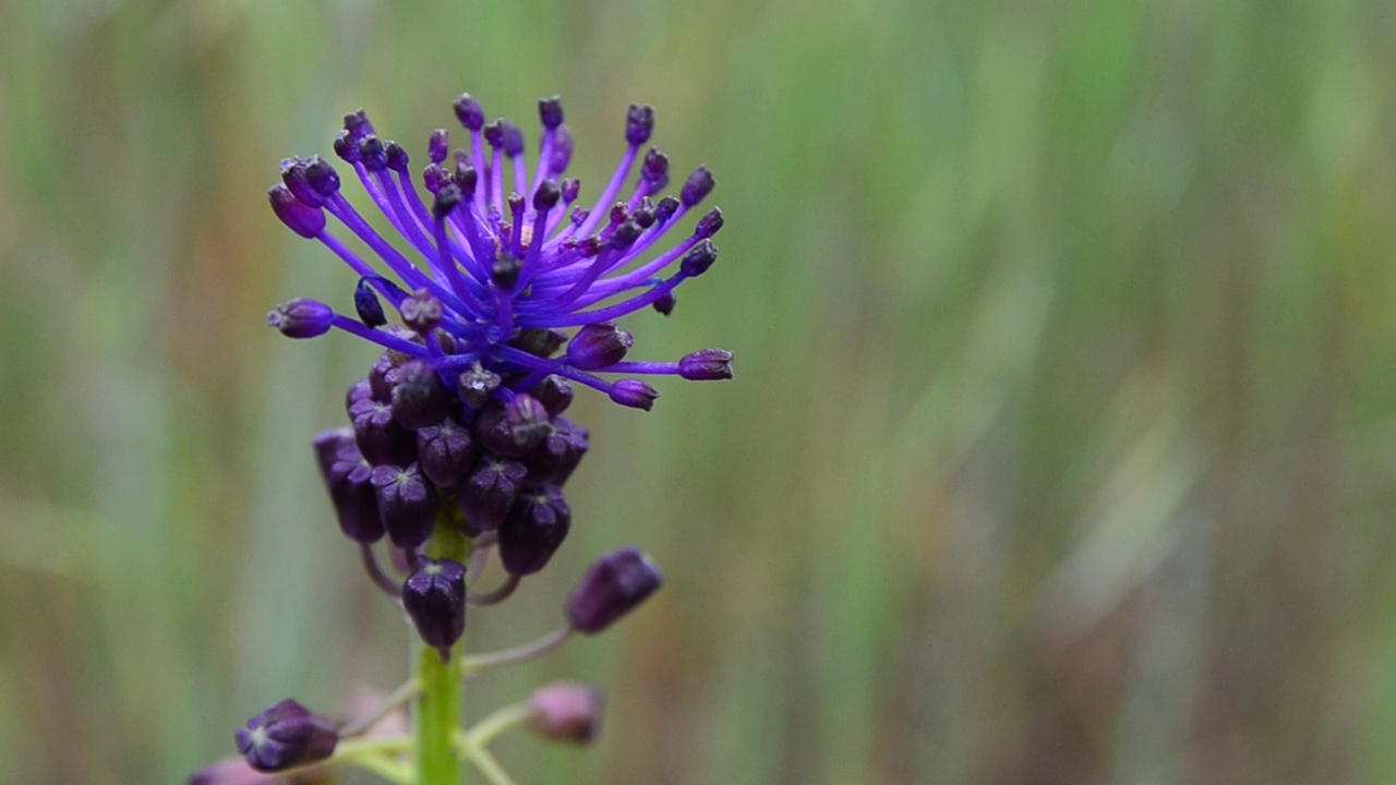 西班牙加那利群岛特内里费岛春天草地上的紫堇花。Muscari comosum。视频素材