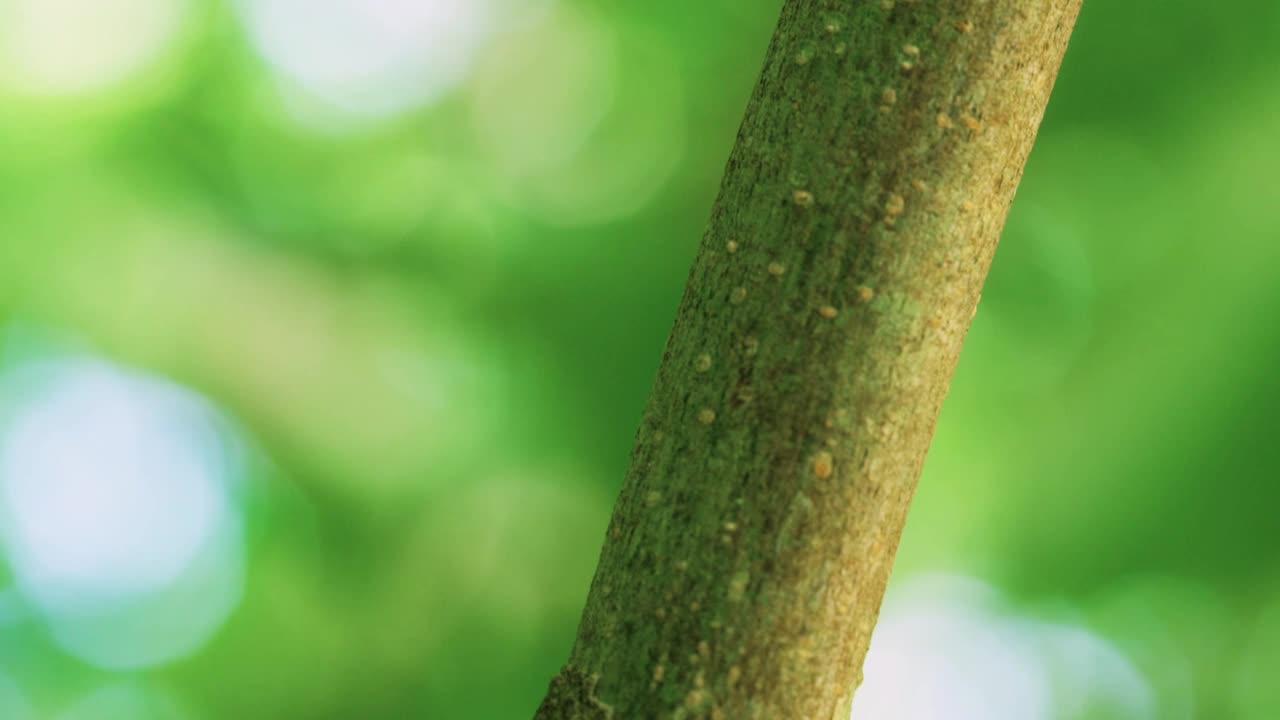 苔藓叶尾壁虎白天坐在雨林茎伪装。马达加斯加岛。Uroplatus sikorae视频素材