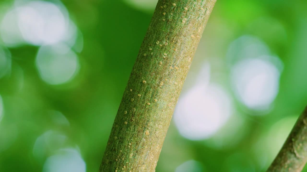 苔藓叶尾壁虎白天坐在雨林茎伪装。马达加斯加岛。Uroplatus sikorae视频素材