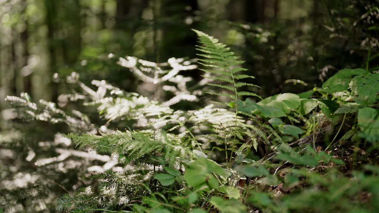 绿色蕨类叶，宏观荒野，喀尔巴阡山脉森林的自然生态环境。植物新鲜的背景。蕨类植物的质地。视频素材