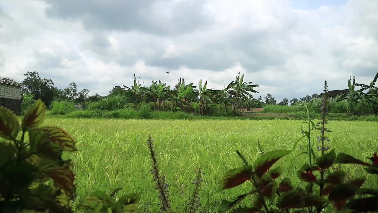 稻田在风中摇曳，稻田在蓝天的背景下。夏天的傍晚。安全健康的食品配料。印尼日惹的农业。视频下载