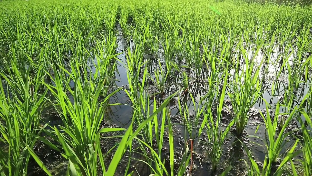 稻田在风中摇曳，稻田在蓝天的背景下。夏天的傍晚。安全健康的食品配料。印尼日惹的农业。视频下载