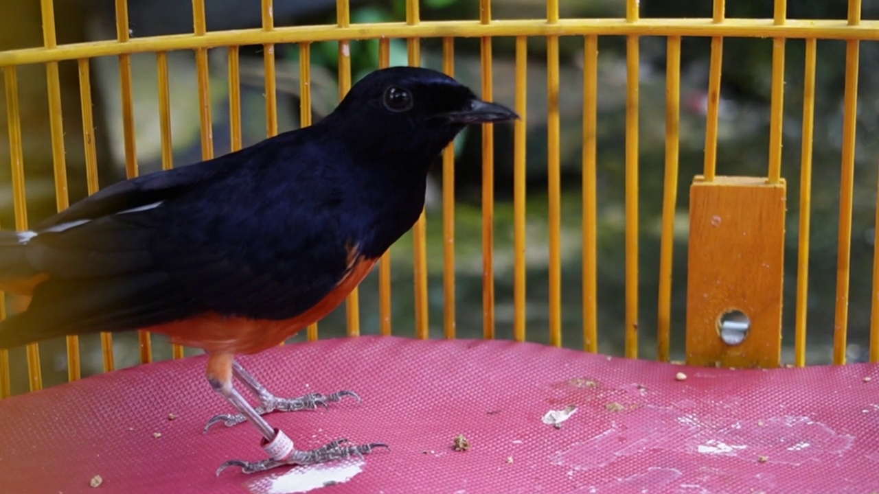 一只石喜鹊(Copsychus malabaricus)正在晒太阳，栖息在笼子里的树枝上视频素材