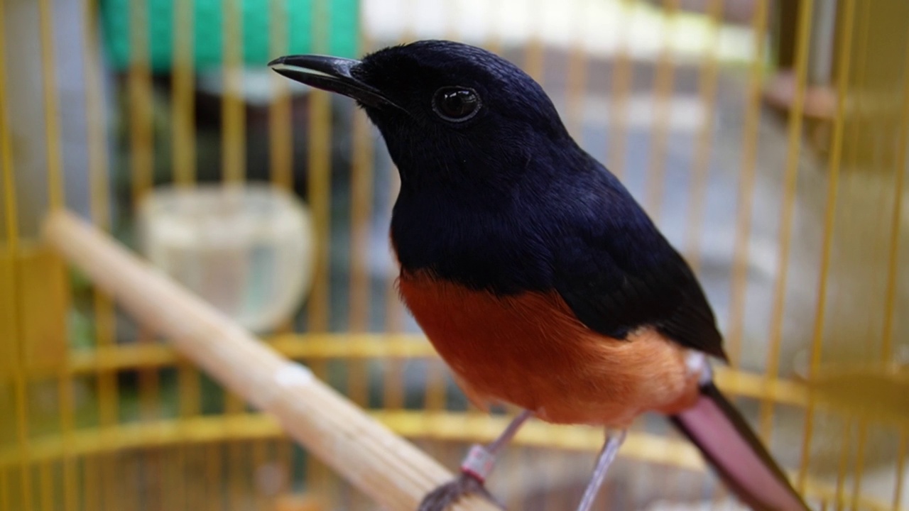 一只石喜鹊(Copsychus malabaricus)正在晒太阳，栖息在笼子里的树枝上视频素材