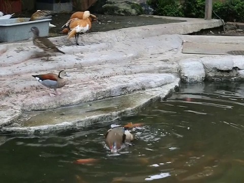 鸳鸯在鱼塘里洗澡。典雅艳丽(蓝、橙、白、红、黑、棕)的鸳鸯公鸭。视频下载