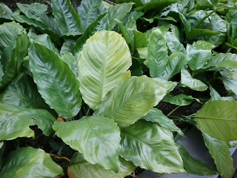 郁郁葱葱的叶子的Spathiphyllum kochii或和平百合植物。美丽的天然壁纸。一种常绿热带观赏植物。大的，有光泽的，有肋的，深绿色的叶子，形状像矛。视频素材