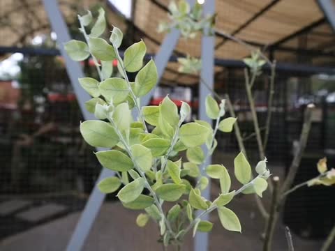 绿色的植物挂在花盆上，随风摇曳。视频下载