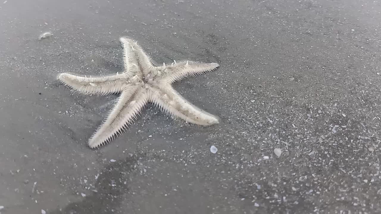 海星海滩视频素材