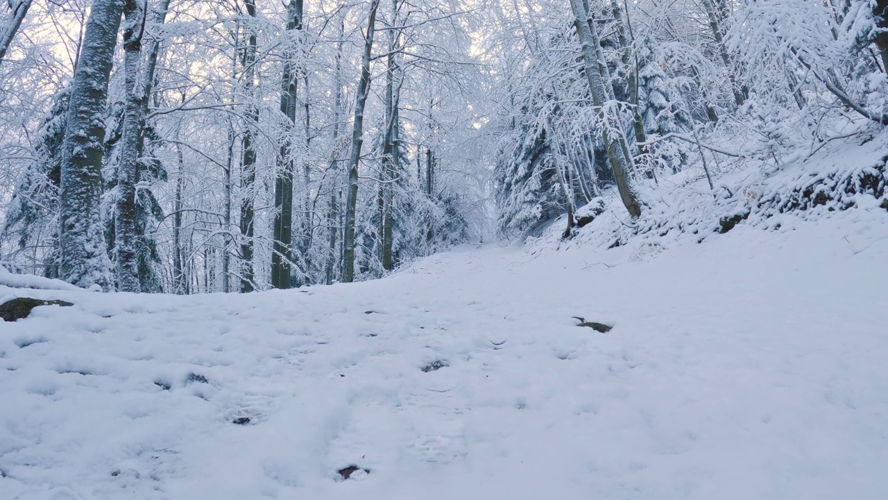 雪道在冰冻的冬季森林自然户外旅游背景低角度视图视频素材