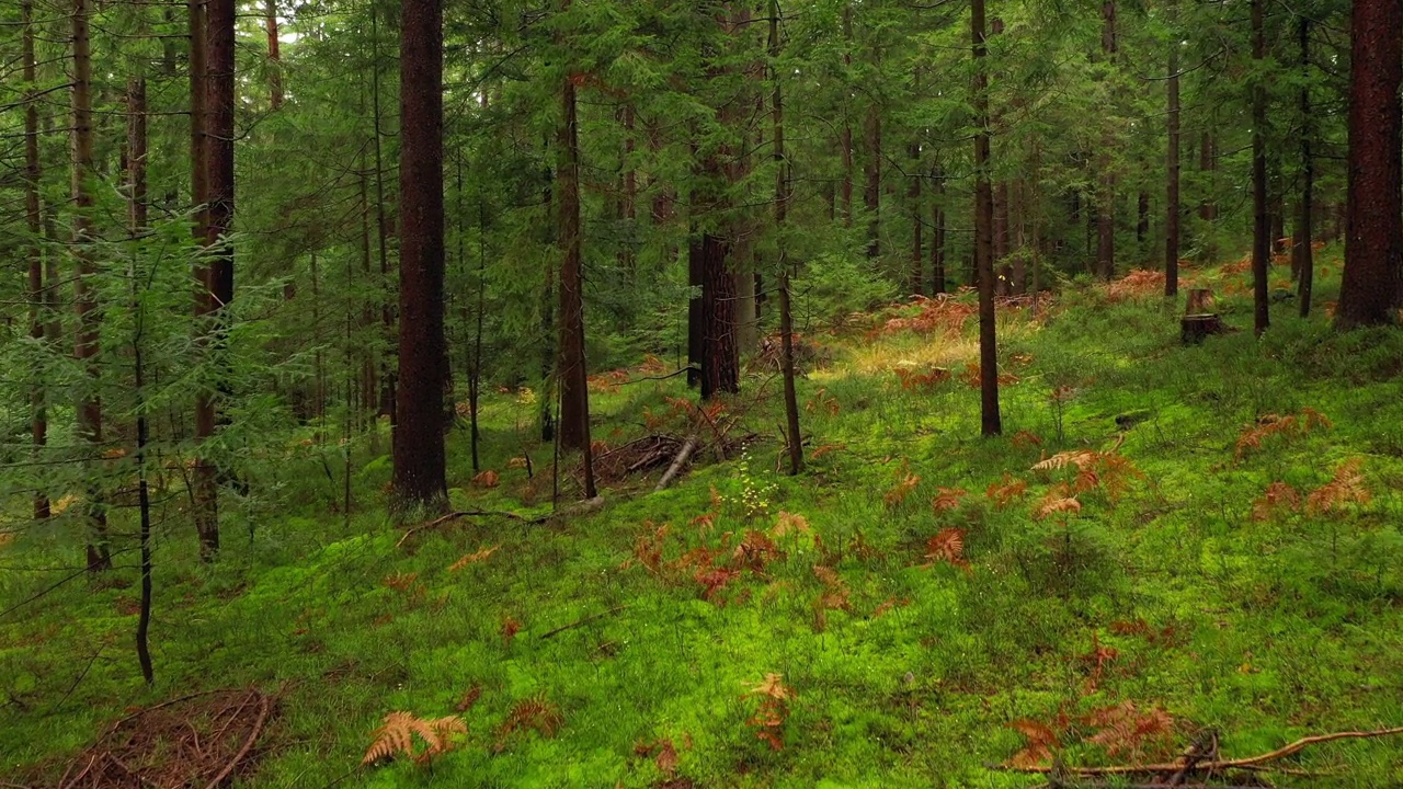 绿色常绿苔藓的森林景观。长满苔藓的林地，有针叶树。在森林地面上飞翔。视频素材