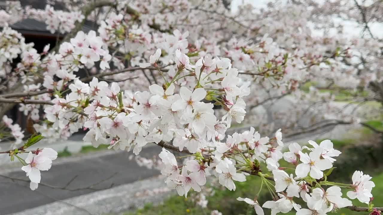 樱花视频素材