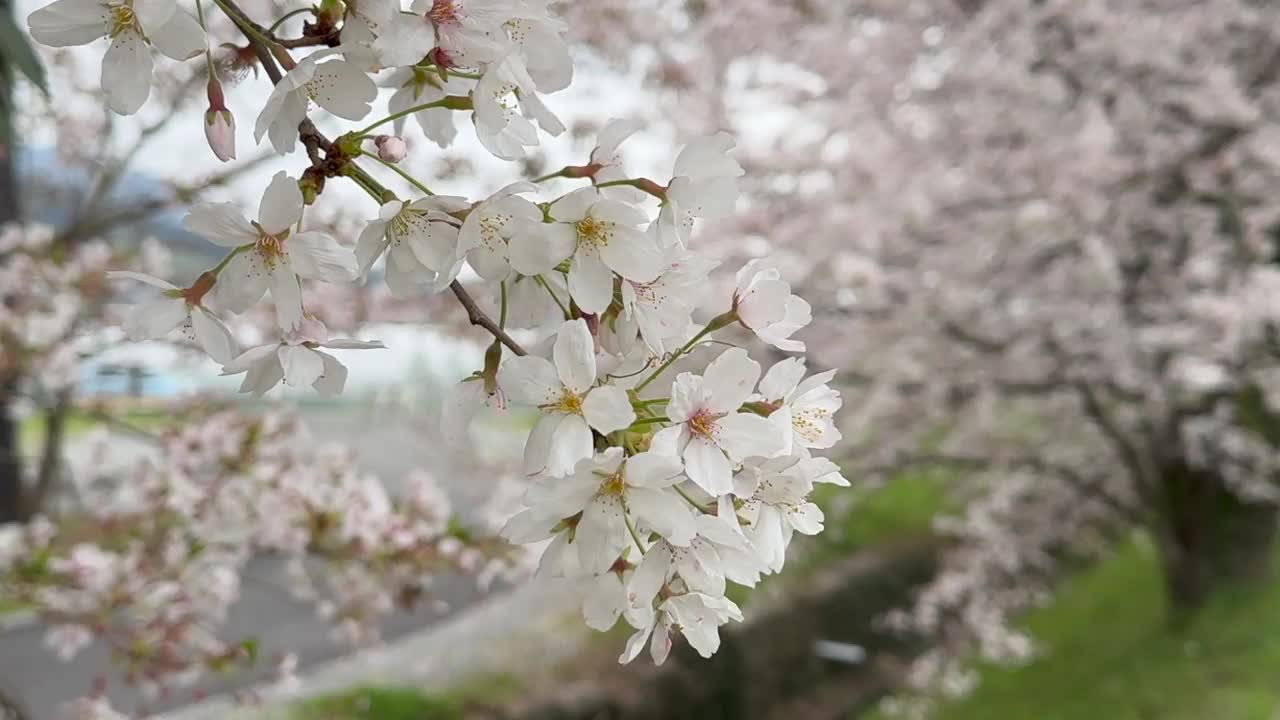 特写，春天的樱花视频素材